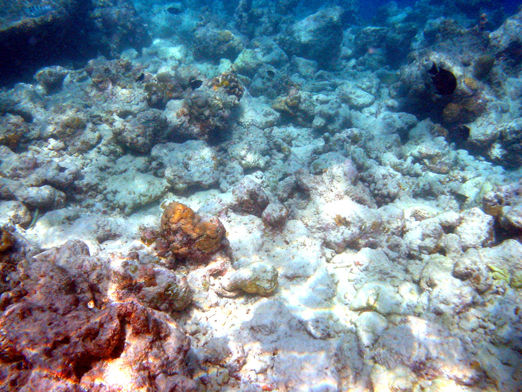 Snorkeling house reef