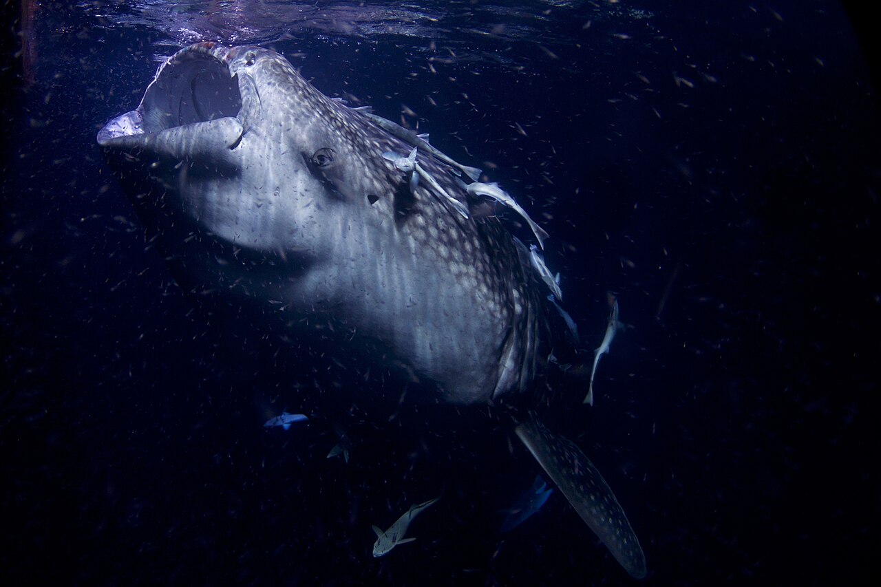 Whale shark snorkeling