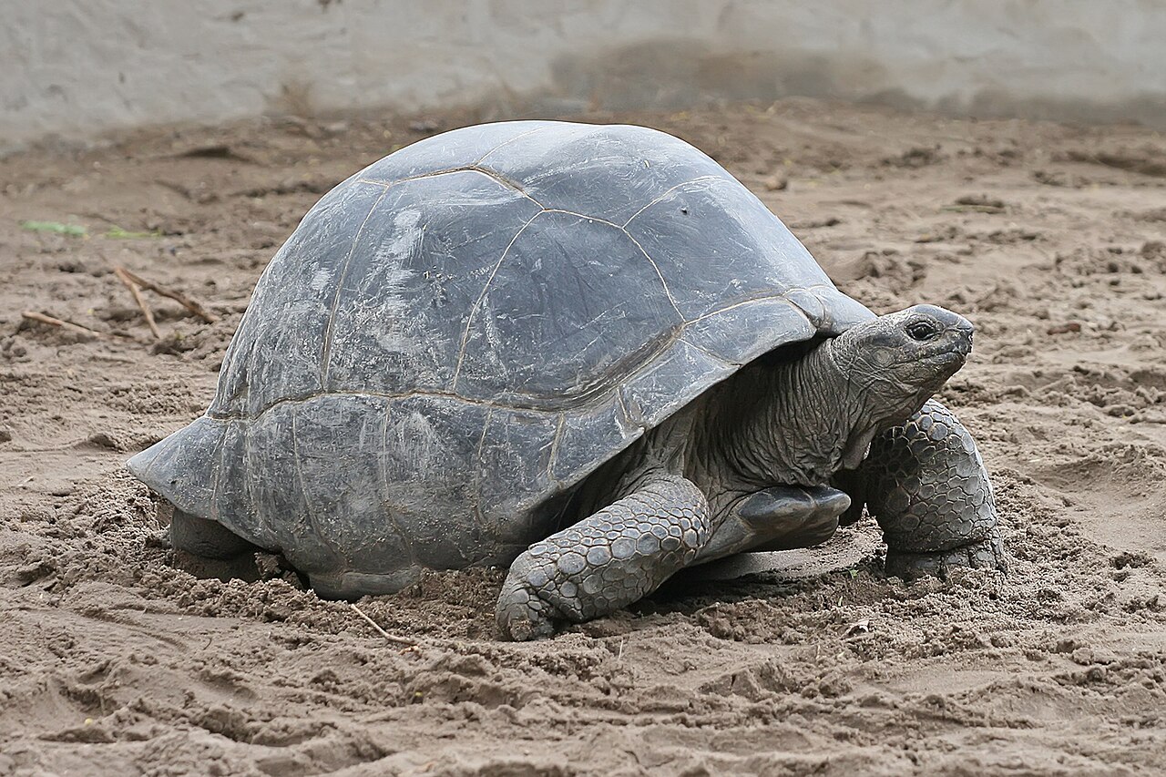 Tortues géantes