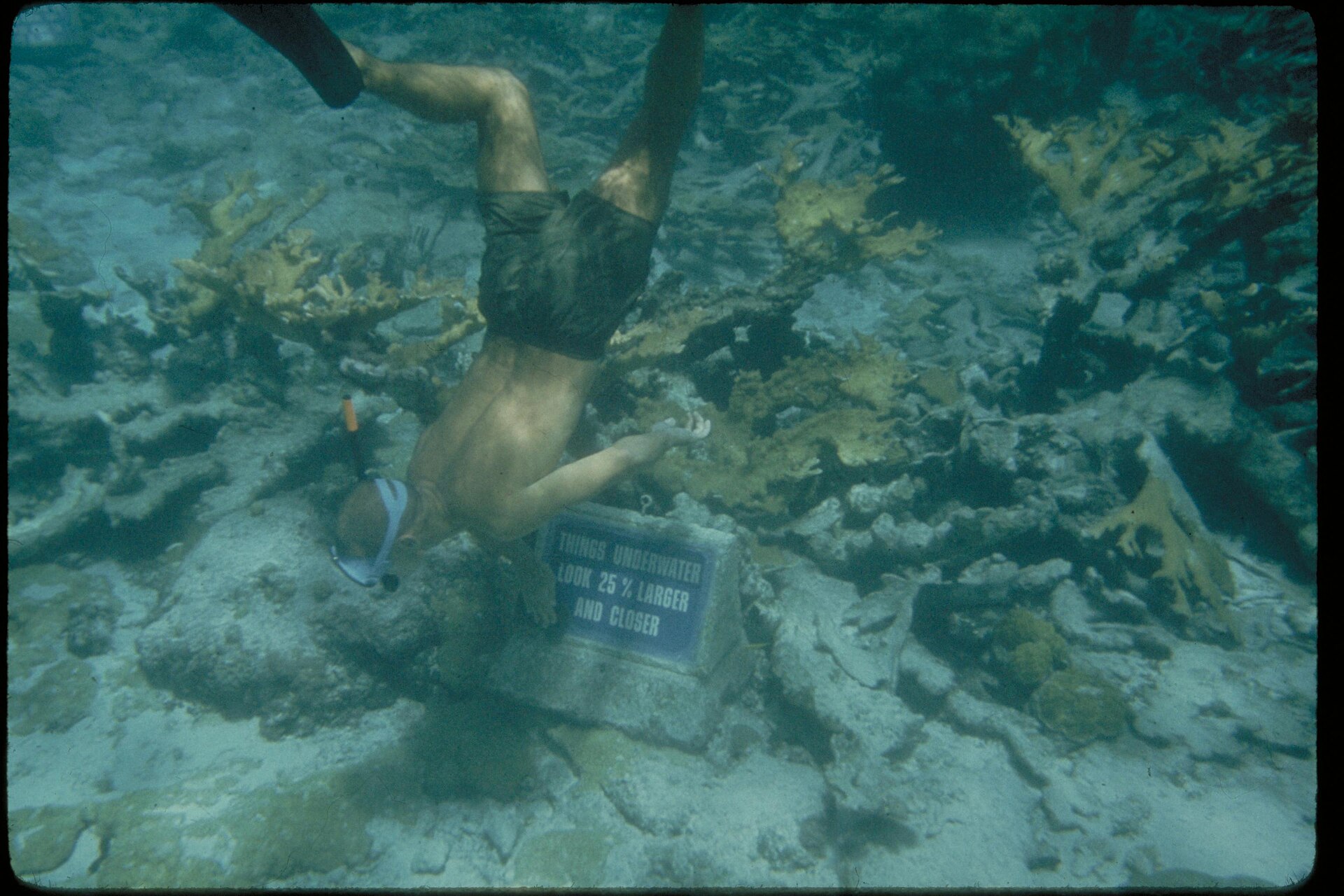 Snorkeling St Pierre